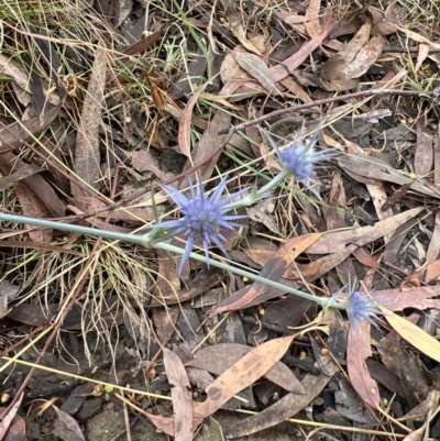 Eryngium ovinum (Blue Devil) at Stromlo, ACT - 26 Feb 2022 by JimL