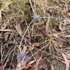 Eryngium ovinum at Stromlo, ACT - 27 Feb 2022 09:51 AM