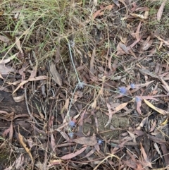 Eryngium ovinum at Stromlo, ACT - 27 Feb 2022 09:51 AM