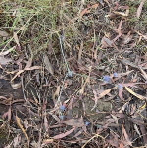 Eryngium ovinum at Stromlo, ACT - 27 Feb 2022