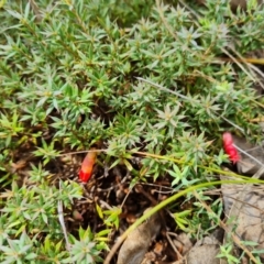 Styphelia humifusum (Cranberry Heath) at O'Malley, ACT - 27 Feb 2022 by Mike