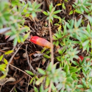 Styphelia humifusum at O'Malley, ACT - 27 Feb 2022