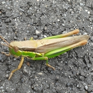 Bermius brachycerus at Molonglo Valley, ACT - 27 Feb 2022