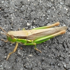 Bermius brachycerus (A grasshopper) at Molonglo Valley, ACT - 27 Feb 2022 by LD12