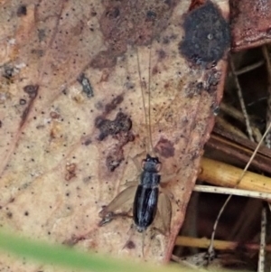 Trigonidium sp. (genus) at Cook, ACT - 25 Feb 2022 02:43 PM