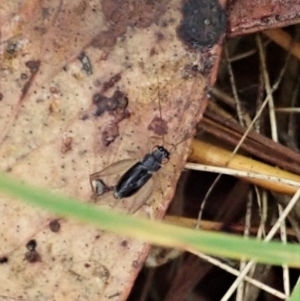 Trigonidium sp. (genus) at Cook, ACT - 25 Feb 2022 02:43 PM