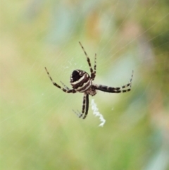 Gea theridioides (An orb weaver spider) at Cook, ACT - 26 Feb 2022 by CathB