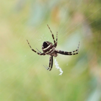 Gea theridioides (An orb weaver spider) at Cook, ACT - 26 Feb 2022 by CathB