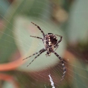 Gea theridioides at Cook, ACT - 26 Feb 2022 11:46 AM