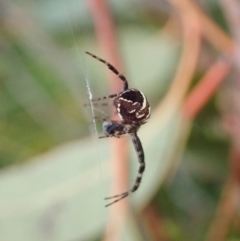 Gea theridioides at Cook, ACT - 26 Feb 2022 11:46 AM