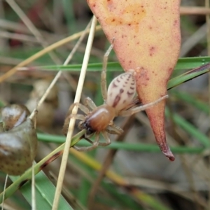 Clubiona sp. (genus) at Cook, ACT - 25 Feb 2022