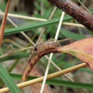 Clubiona sp. (genus) at Cook, ACT - 25 Feb 2022