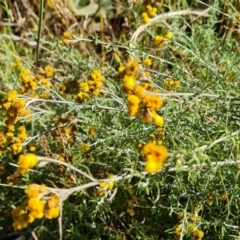 Chrysocephalum semipapposum (Clustered Everlasting) at Mount Mugga Mugga - 27 Feb 2022 by Mike