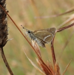 Taractrocera papyria (White-banded Grass-dart) at Cook, ACT - 25 Feb 2022 by CathB