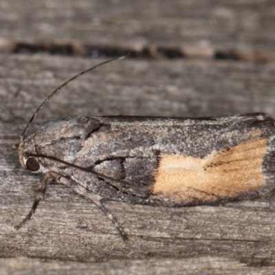 Illidgea epigramma (A Gelechioid moth) at Melba, ACT - 1 Jan 2022 by kasiaaus