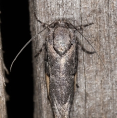 Illidgea epigramma at Melba, ACT - 1 Jan 2022