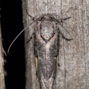 Illidgea epigramma at Melba, ACT - 1 Jan 2022