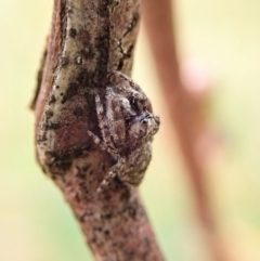 Simaetha sp. (genus) (Unidentified Brown jumper) at Mount Painter - 26 Feb 2022 by CathB