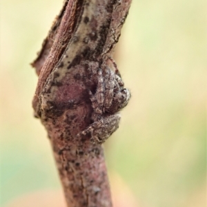 Simaetha sp. (genus) at Cook, ACT - 26 Feb 2022