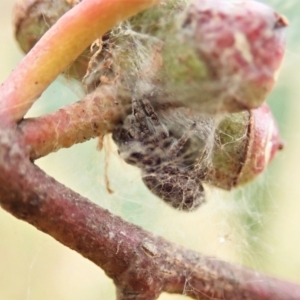 Simaetha sp. (genus) at Cook, ACT - 26 Feb 2022