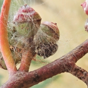 Simaetha sp. (genus) at Cook, ACT - 26 Feb 2022