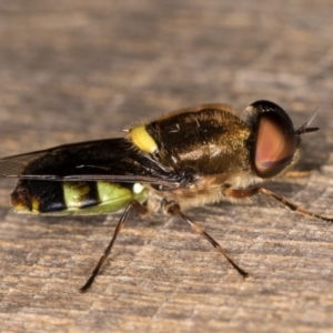 Odontomyia hunteri at Melba, ACT - 1 Jan 2022