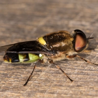 Odontomyia hunteri (Soldier fly) at Melba, ACT - 1 Jan 2022 by kasiaaus