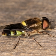 Odontomyia hunteri (Soldier fly) at Melba, ACT - 1 Jan 2022 by kasiaaus
