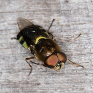 Odontomyia hunteri at Melba, ACT - 1 Jan 2022