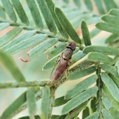 Unverified Other true fly at Molonglo Valley, ACT - 24 Feb 2022 by CathB
