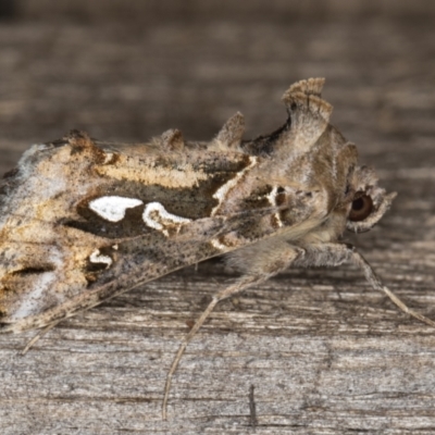 Chrysodeixis argentifera (Tobacco Looper) at Melba, ACT - 1 Jan 2022 by kasiaaus