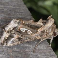 Chrysodeixis argentifera at Melba, ACT - 1 Jan 2022