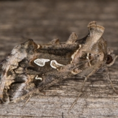 Chrysodeixis argentifera at Melba, ACT - 1 Jan 2022