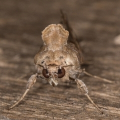 Chrysodeixis argentifera at Melba, ACT - 1 Jan 2022