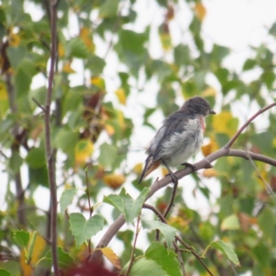 Dicaeum hirundinaceum (Mistletoebird) at Wamboin, NSW - 27 Feb 2022 by BenW