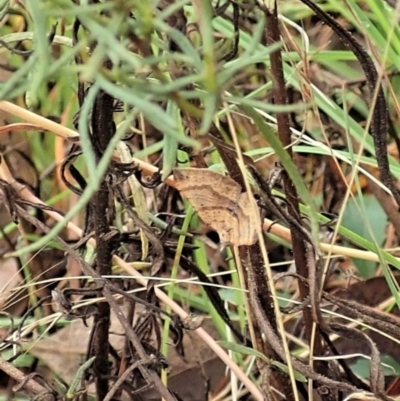 Unidentified Geometer moth (Geometridae) at Cook, ACT - 26 Feb 2022 by CathB