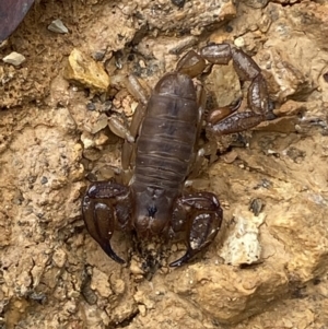 Urodacus manicatus at Jerrabomberra, NSW - 27 Feb 2022 01:36 PM