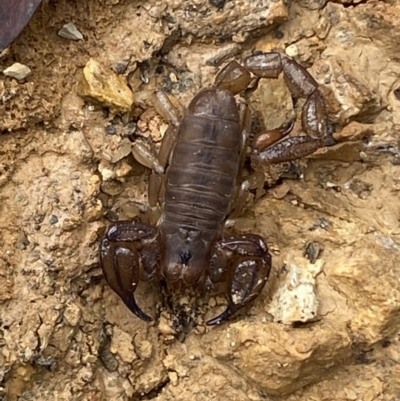 Urodacus manicatus (Black Rock Scorpion) at Jerrabomberra, NSW - 27 Feb 2022 by Steve_Bok