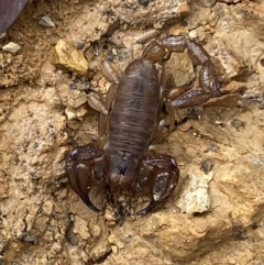 Urodacus manicatus (Black Rock Scorpion) at Jerrabomberra, NSW - 27 Feb 2022 by Steve_Bok