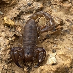 Urodacus manicatus at Jerrabomberra, NSW - 27 Feb 2022