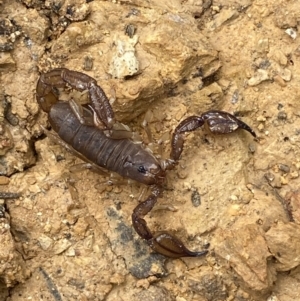 Urodacus manicatus at Jerrabomberra, NSW - 27 Feb 2022