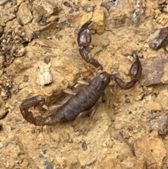 Urodacus manicatus at Jerrabomberra, NSW - 27 Feb 2022 01:36 PM