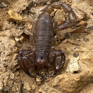 Urodacus manicatus at Jerrabomberra, NSW - 27 Feb 2022