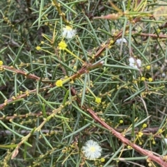 Acacia genistifolia (Early Wattle) at Mount Jerrabomberra - 27 Feb 2022 by Steve_Bok
