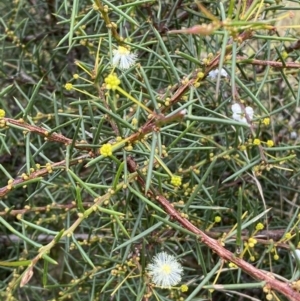 Acacia genistifolia at Jerrabomberra, NSW - 27 Feb 2022