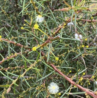 Acacia genistifolia (Early Wattle) at Jerrabomberra, NSW - 27 Feb 2022 by SteveBorkowskis