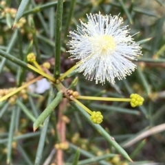 Acacia genistifolia at Jerrabomberra, NSW - 27 Feb 2022