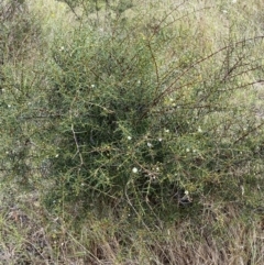 Acacia genistifolia at Jerrabomberra, NSW - 27 Feb 2022 01:22 PM