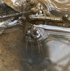 Crinia signifera (Common Eastern Froglet) at Jerrabomberra, NSW - 27 Feb 2022 by Steve_Bok