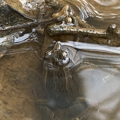Crinia signifera (Common Eastern Froglet) at Jerrabomberra, NSW - 27 Feb 2022 by SteveBorkowskis